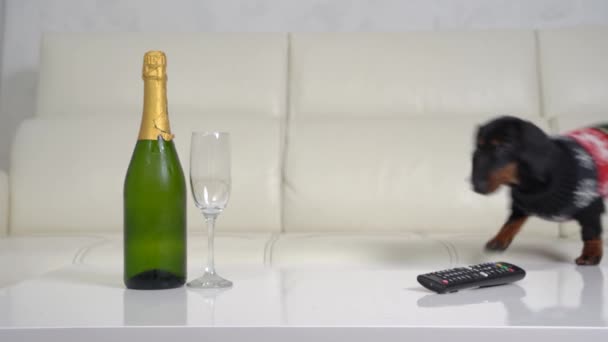 Cane bassotto passeggiate al bicchiere di champagne e remoto sul tavolo — Video Stock