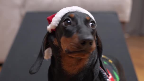 Primo piano giocoso cucciolo bassotto con cappello rosso di Babbo Natale e maglione a maglia scende dal divano lungo la rampa in soggiorno leggero. Si guarda intorno con uno sguardo malizioso — Video Stock