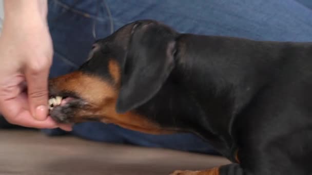 Hongerige teckel hond probeert gedroogd voedsel verborgen in de hand van de eigenaar met zijn tanden, close-up. Handler staat niet toe dat huisdier te eten traktatie zonder toestemming. — Stockvideo