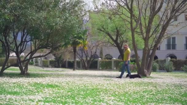 Mujer joven en la distancia paseos con perro salchicha con correa y collar, en hermoso césped esparcido con flores blancas de primavera entre los árboles en el parque de la ciudad en el día cálido — Vídeo de stock