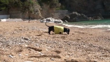 Meraklı dachshund yavrusu daha önce hiç bulunmadığı bir yere yerleşmek zorunda. Bu yüzden bilinmeyen bölgeye aşina olmak için her şeyi dikkatlice kokluyor. Köpek sahilde yürüyor.