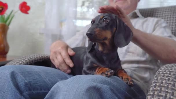 Gri bıyıklı yaşlı bir adam rahat sallanan sandalyesinde oturuyor ve kucağında uzanmış şirin bir dachshund köpeği okşuyor. Evcil hayvanlar, emeklilerin yalnızlığa dayanmasına yardımcı olur. — Stok video