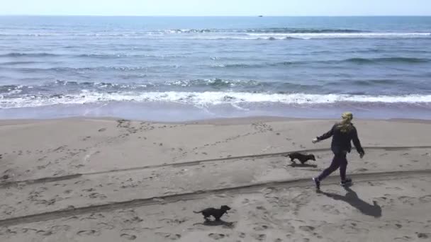 청바지와 플란넬 셔츠를 입은 여성은 두 마리의 다크 다운 개와 해변을 따라 걸어 다닌다. 발자국, 모래 위에서 자전거와 자동차 바퀴의 흔적, 높이 에서의 드론 사격. 건강하고 활발 한 생활을 하는 사람 — 비디오