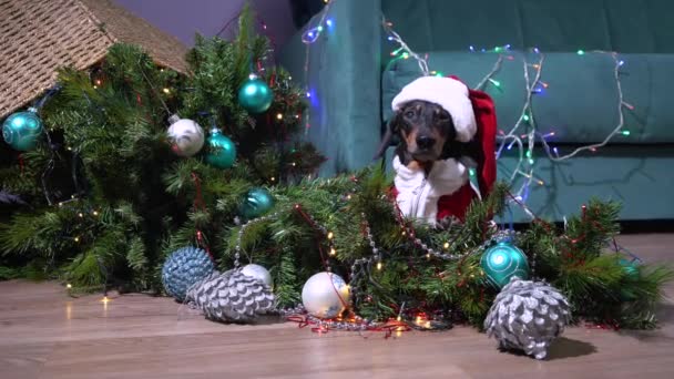 Dachshund dengan kostum Santa merah bermain terlalu aktif dan mengisi pohon Natal buatan yang dihiasi dengan mainan dan karangan bunga. Cheeky dog created mess. — Stok Video