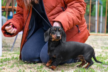 Person sat down on the ground, soiling jeans to put on collar with leash for puppy. Professional handler puts dachshund in correct stance at dog show clipart