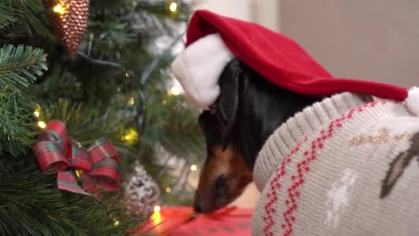 Mischievous dachshund in warm sweater and Santa hat nibbles on ribbon decorating Christmas gift box under festive tree. Dog spoils holiday with bad behavior — Stock Video