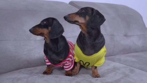 Interesados cachorros Dachshund mirar al propietario sentado en el sofá — Vídeo de stock
