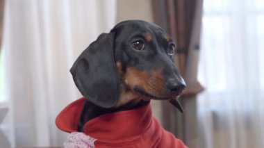 Dachshund köpek yavrusu, bağcıklı takım elbiseli koridorda poz veriyor.