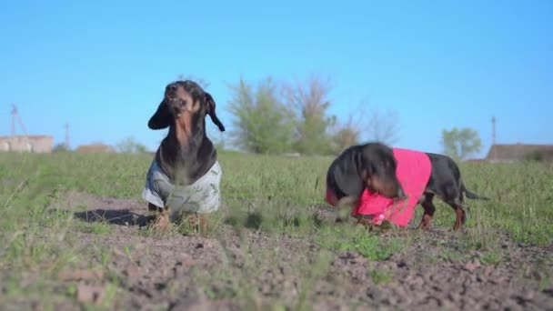 Twee grappige speelse teckel honden blaffen ongeduldig om de eigenaar te vragen om een zacht speeltje in de vorm van een puppy, ze gooien het naar huisdieren, tijdens het wandelen in het veld of in de achtertuin — Stockvideo