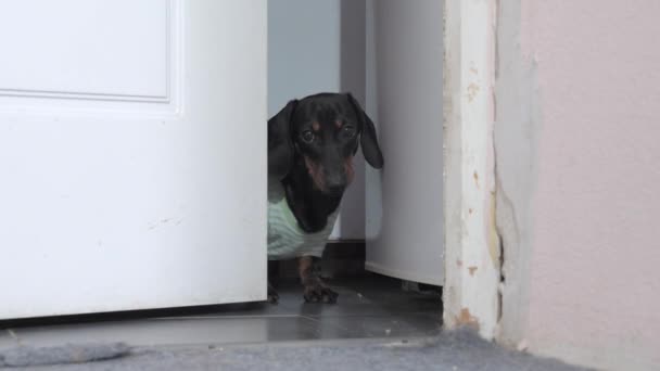 Dachshund puppy in clothes looks through open door crack — Stock Video