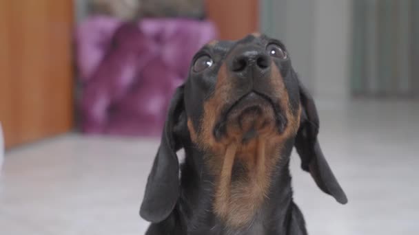 Retrato de cachorro dachshund engraçado com olhar bobo, que se senta esperando e olha para algo ou alguém, em seguida, vai embora, close up, vista frontal — Vídeo de Stock