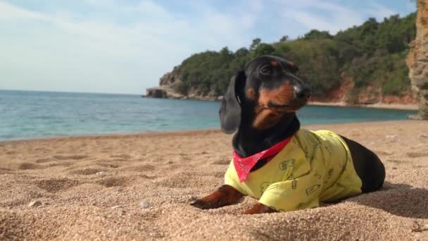 Filhote de cachorro Dachshund repousa na praia do oceano no dia ensolarado — Vídeo de Stock