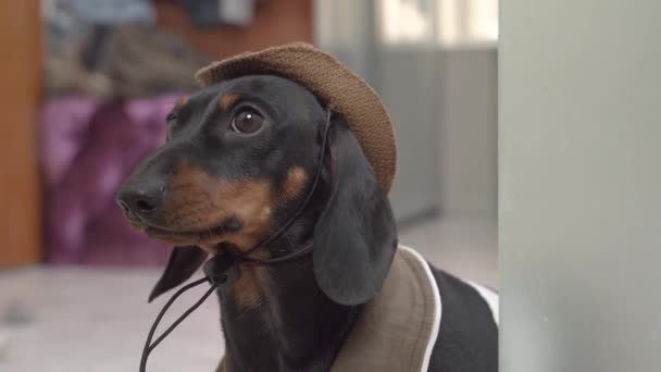 Dachshund en sombrero divertido y chaqueta con cuello lame los labios — Vídeos de Stock