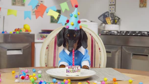 Carino cucciolo bassotto in un cappello festivo e una t-shirt blu a tavola e una deliziosa torta con una candela e l'iscrizione Buon compleanno sullo sfondo di una cucina decorata. Lecca le labbra — Video Stock