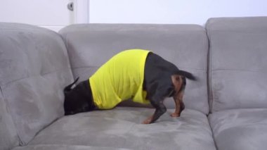 Aktif Dachshund köpek kazar ve büyük gri koltukta eğlenir.