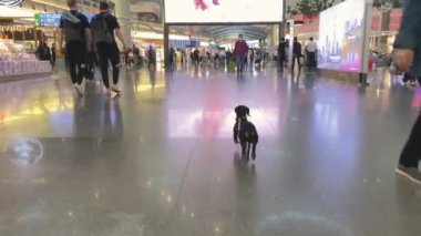 Şirin dachshund köpeği esprili ve itaatkar bir şekilde İstanbul havalimanının kalabalık koridorunda duruyor ve arkasına bakmak için duruyor. İnsan evcil hayvanla seyahat eder ve halka açık yerlerde tasma takar.
