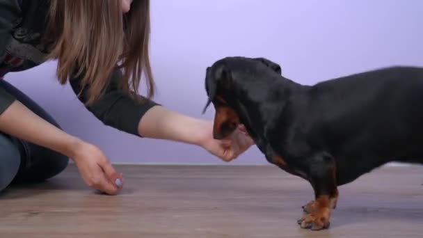 Penangan perempuan mengajarkan anjing dachshund lucu gelisah untuk melakukan trik-trik - untuk memberikan cakar pada gilirannya dan berputar di tempat seperti atas. Mendidik hiburan dan kebugaran untuk hewan peliharaan. — Stok Video