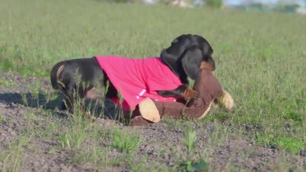 Drôle teckel est couché sur l'herbe et mâcher sur un jouet doux en forme de chiot, quand un autre chien court vers elle et essaie de prendre jouet loin tout en marchant dans le champ — Video