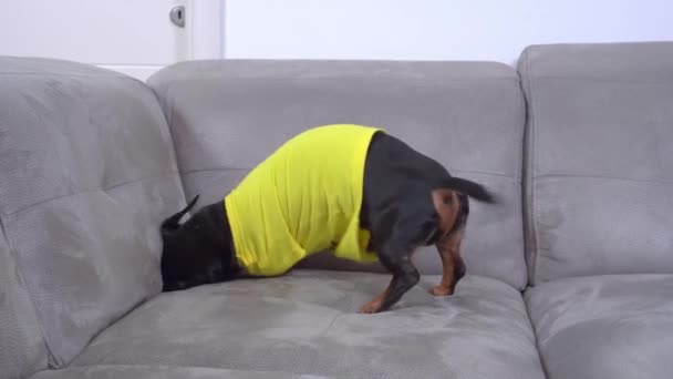 Active Dachshund hond graaft en heeft plezier op grote grijze bank — Stockvideo