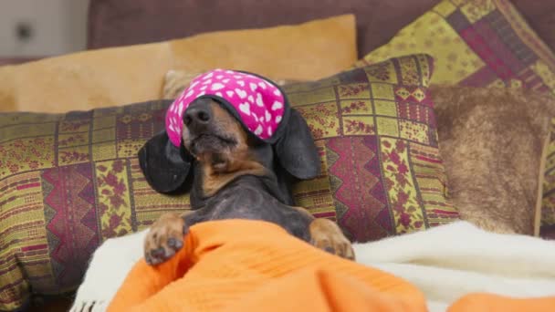 Dachshund minunat cu somn ușor pus pe o mască amuzantă de ochi roz cu inimi, astfel încât lumina să nu interfereze cu somnul său și să se întindă pe pat acasă în dormitor sau în camera de hotel prietenoasă cu câinii — Videoclip de stoc