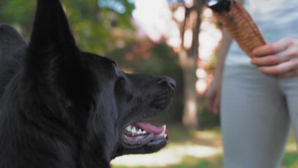 Υπάκουος μαύρος Ελβετικός Ποιμενικός σκύλος διδάσκει τις εντολές OFF ή OUT, κλείστε. Handler δίνει κατοικίδιο ζώο αποξηραμένα θεραπεία και παίρνει πίσω χωρίς να τον αφήσει να το φάει κατά τη διάρκεια της κατάρτισης — Αρχείο Βίντεο