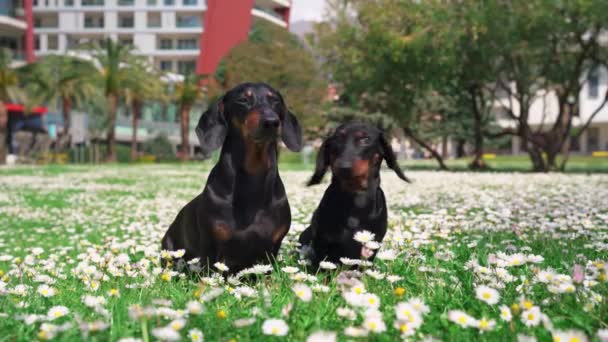 Duas gerações de dachshunds bonitos sentar no gramado coberto com grama suculenta fresca e belas margaridas brancas no parque da cidade. Cães ouvir o comando do proprietário, levantar-se ao mesmo tempo e correr para a pessoa — Vídeo de Stock