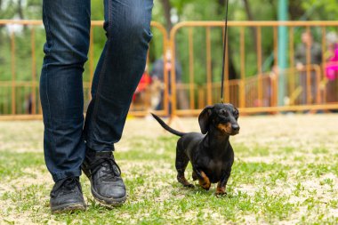 İtaatkar dachshund köpek yavrusu tasmalı yeşil çimenlerin üzerinde uluslararası ya da yerel köpek gösterilerindeki yarışmalara katılıyor. Sahibi ile evcil hayvan yürüyüşü