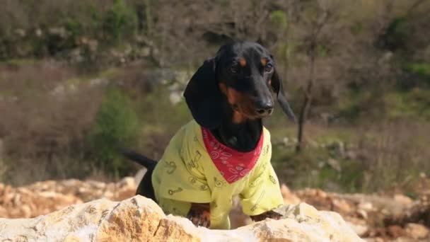 Dappere teckel hond reiziger staat op de top van steile klif — Stockvideo