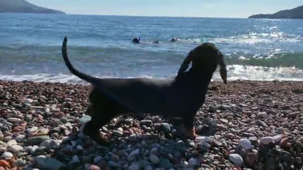 El perrito salchicha divertido mira desde la orilla al joven que nada en el mar y bucea usando máscara y aletas. Caminar a lo largo de la playa en un bonito día soleado en resort — Vídeo de stock