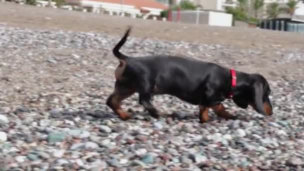 Mischievous hungry dachshund puppy is exploring and sniffing pebble beach looking for some garbage to eat. Dog is searching place to piss during walk — Video Stock
