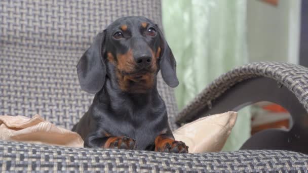 Charmant chiot teckel se trouve dans une chaise à carreaux confortable et regarde tristement devant, vue de face, de près. L'animal est laissé à la maison seul afin qu'il manque ses propriétaires — Video