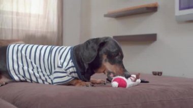 Siyah dachshund ısırır ve yatakta oyuncak kardan adamla oynar.