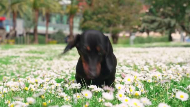 Ciekawy jamnik pachnie białymi rumiankami na trawniku w parku — Wideo stockowe
