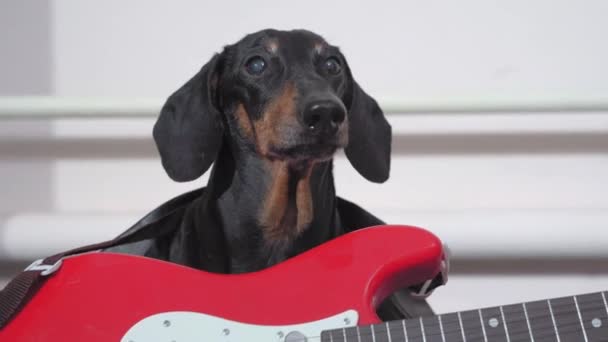 Rocker perro salchicha en chaqueta de cuero se sienta con la guitarra eléctrica en el listo y ladra. Aprender a tocar instrumentos musicales. Concepto de hobby y entretenimiento — Vídeo de stock