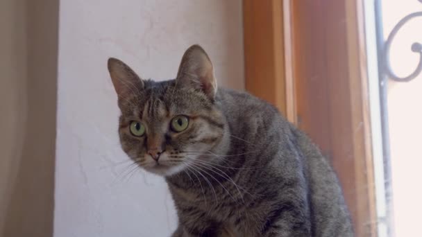 Portrait of nice tabby domestic cat with beautiful green eyes sitting and looking warily in front of itself because it has noticed a threat — Stock Video