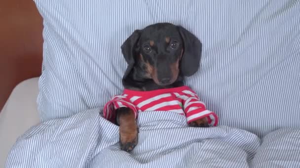 Portret van een grappige teckel pup in gestreepte pyjama, die net wakker is geworden of gaat slapen, dus het lag onder een warme knusse deken, bovenaanzicht. Probleem met slapeloosheid — Stockvideo