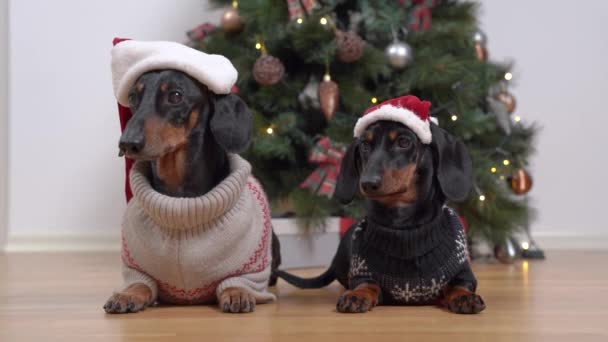 Divertidos perros salchichas en suéteres cálidos y acogedores y sombreros de Santa mentir obedientemente y esperar a que los regalos para la Navidad o delicias sabrosas como recompensa, observan cuidadosamente algo como cazadores reales — Vídeos de Stock