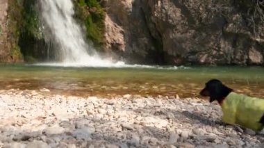 Cesur dachshund köpeği şelale ve göl manzarasını sever.