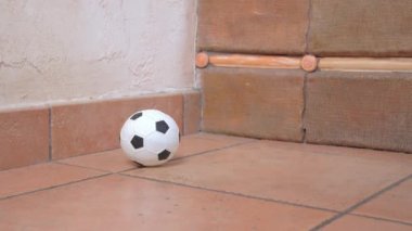 Çizgili tişörtlü komik aktif dachshund köpeği oyuncak bir futbol topuna rastladı ve onunla oynamak için koştu, yaklaş. Evde sıkılan köpekler için eğlence ve ekipman