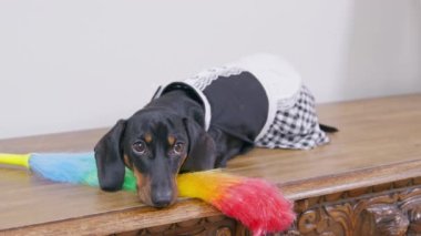 Temizlik için toz bezi taşıyan hizmetçi üniforması içindeki sevimli üzgün köpek yavrusu ahşap yüzeyde yatıyor. Evi temizlemek yorucu bir şey. Hizmet personelinin boş zamanı