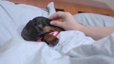 Çizgili pijamalı şirin köpek yavrusu battaniyenin altında yatar ve uyumaya çalışır. Sahibi de ona kafa masajı yapar. Ama köpek bundan hoşlanmaz ve burnunu sokar.