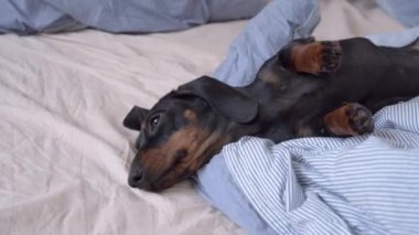 Dachshund kanepede yatıyor ve gözlüklü sarışın köpeği öpüyor.
