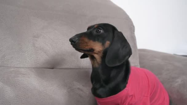 Carino cucciolo bassotto affamato in t-shirt rosa si siede sul divano e abbaia dolcemente, implorando per il cibo. Proprietario dà cane un ossequio da mangiare, orientamento cornice verticale — Video Stock