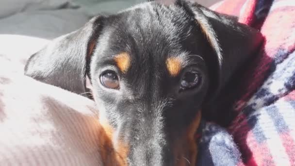 Portrait de charmant chiot teckel se prélassant dans les rayons chauds du soleil et couché parmi les couvertures, gros plan. animal de compagnie paresseux vient de se réveiller et ne veut pas se lever pour aller faire une promenade — Video