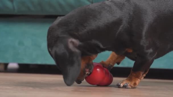 Perro intenta buscar y jugar en juguete especial masticar para la estimulación mental y física. Rompecabezas interactivo para extender el tiempo de juego en casa — Vídeo de stock