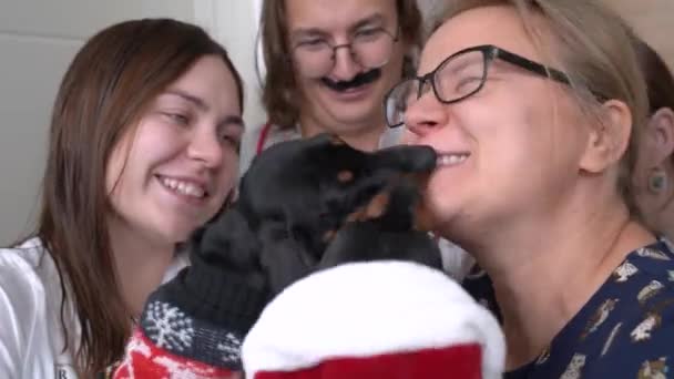 Cães dachshund brincalhões vazam rosto de mulher feliz perto de amigos — Vídeo de Stock