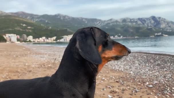 Grappige teckel hond staat op chaise longue in het midden van verlaten zandstrand in het laagseizoen, en blaft naar de zee kwispelend zijn staart, camera zoomt in en uit — Stockvideo