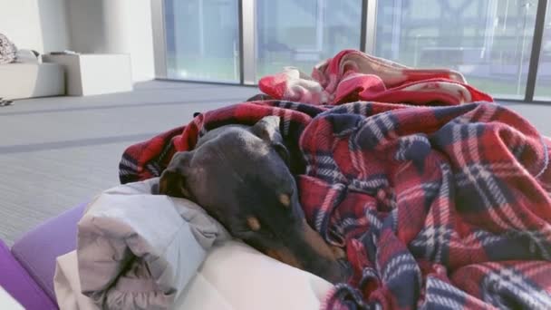 Pessoa ajusta cobertor, sob o qual dois cães dachshund cansados bonitos estão dormindo, gentilmente bate-los na cabeça, close up. Enquanto fora o tempo na sala de espera. Cuidar de animais de estimação — Vídeo de Stock