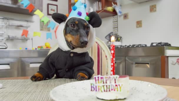 Charmant chien teckel en costume de panda drôle, avec capuche et chapeau de fête est assis à la table en face du gâteau d'anniversaire avec bougie dans la chambre décorée pour célébrer la fête, veut manger un régal — Video