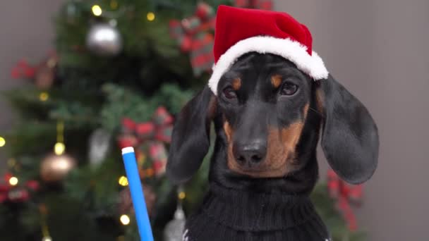 Cute dachshund puppy in festive hat and warm sweater writes letter with wishes to Santa or paints greeting card for parents on Christmas Eve. House is decorated for holidays — Stock Video